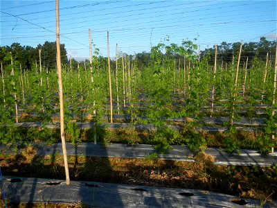 Momordica charantia plantations in Diliman II, San Rafael, Bulacan Flood control and River walls-Slope Protection (Diliman II, San Rafael, Bulacan) Grasslands, paddy and vegetable fields in Diliman I 