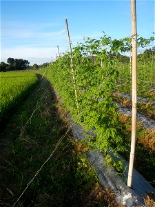 Momordica charantia plantations in Diliman II, San Rafael, Bulacan Flood control and River walls-Slope Protection (Diliman II, San Rafael, Bulacan) Grasslands, paddy and vegetable fields in Diliman I 
