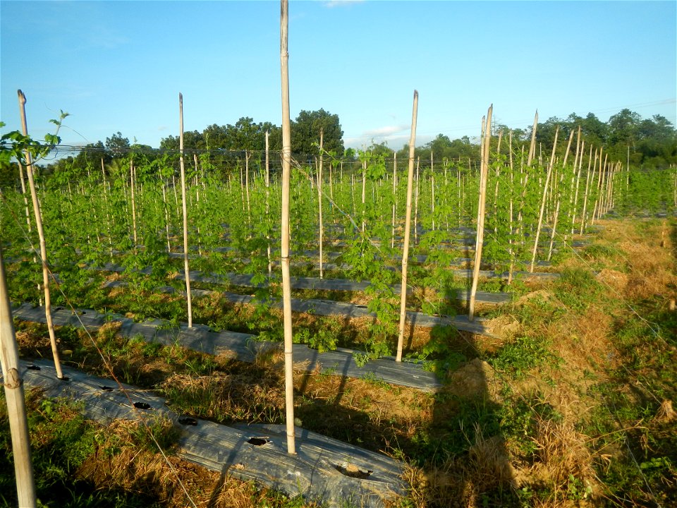 Momordica charantia plantations in Diliman II, San Rafael, Bulacan Flood control and River walls-Slope Protection (Diliman II, San Rafael, Bulacan) Grasslands, paddy and vegetable fields in Diliman I 