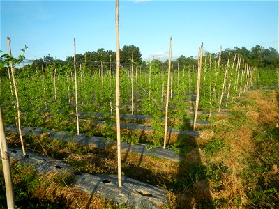Momordica charantia plantations in Diliman II, San Rafael, Bulacan Flood control and River walls-Slope Protection (Diliman II, San Rafael, Bulacan) Grasslands, paddy and vegetable fields in Diliman I 