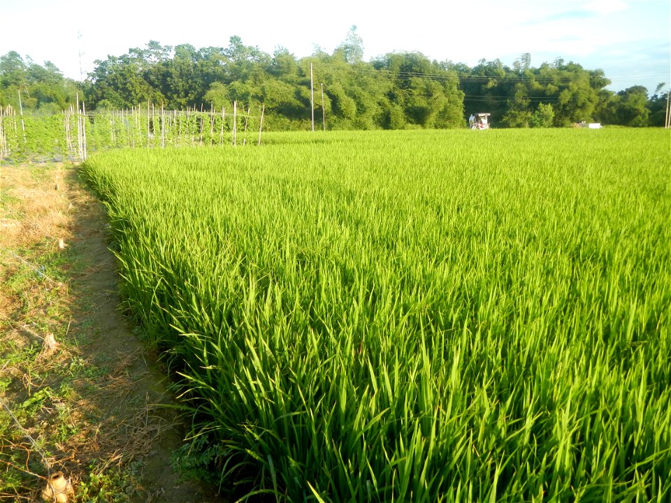 Momordica charantia plantations in Diliman II, San Rafael, Bulacan Flood control and River walls-Slope Protection (Diliman II, San Rafael, Bulacan) Grasslands, paddy and vegetable fields in Diliman I 