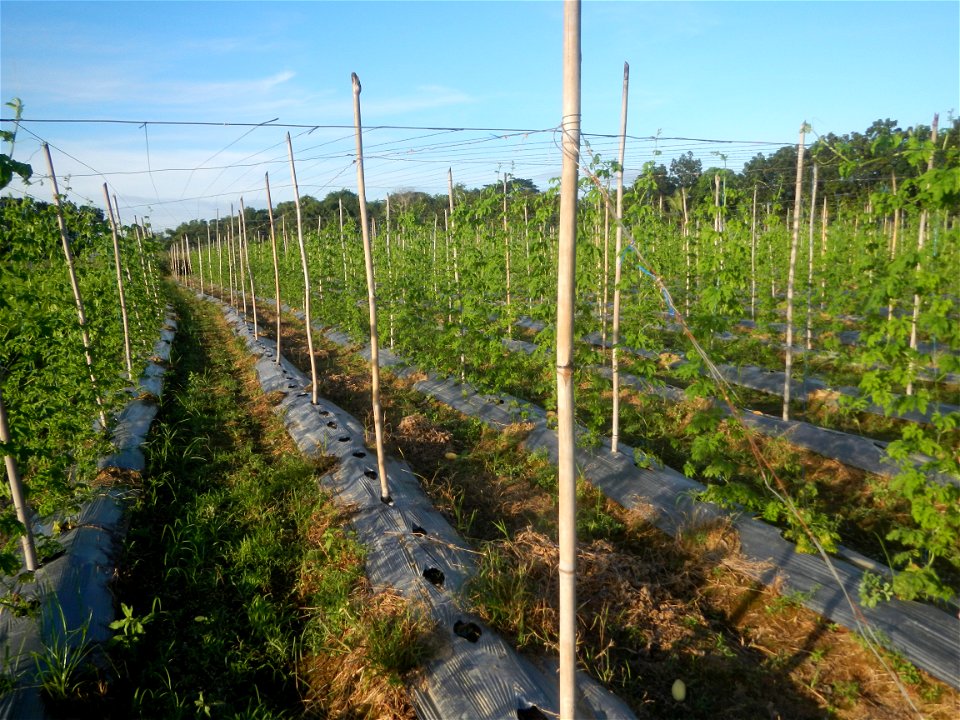 Momordica charantia plantations in Diliman II, San Rafael, Bulacan Flood control and River walls-Slope Protection (Diliman II, San Rafael, Bulacan) Grasslands, paddy and vegetable fields in Diliman I 