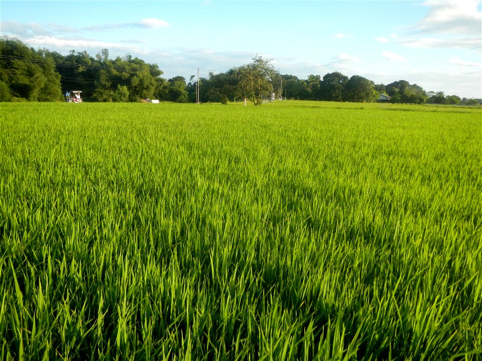 Momordica charantia plantations in Diliman II, San Rafael, Bulacan Flood control and River walls-Slope Protection (Diliman II, San Rafael, Bulacan) Grasslands, paddy and vegetable fields in Diliman I 