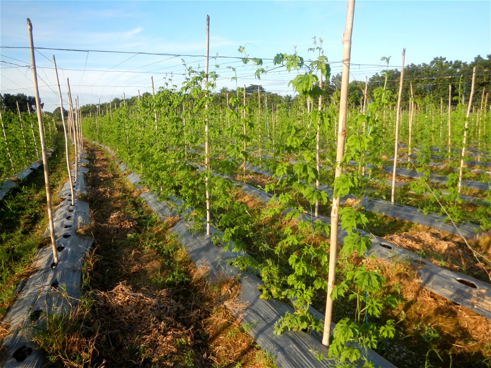 Momordica charantia plantations in Diliman II, San Rafael, Bulacan Flood control and River walls-Slope Protection (Diliman II, San Rafael, Bulacan) Grasslands, paddy and vegetable fields in Diliman I 