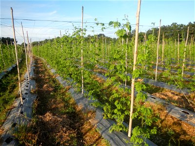 Momordica charantia plantations in Diliman II, San Rafael, Bulacan Flood control and River walls-Slope Protection (Diliman II, San Rafael, Bulacan) Grasslands, paddy and vegetable fields in Diliman I 