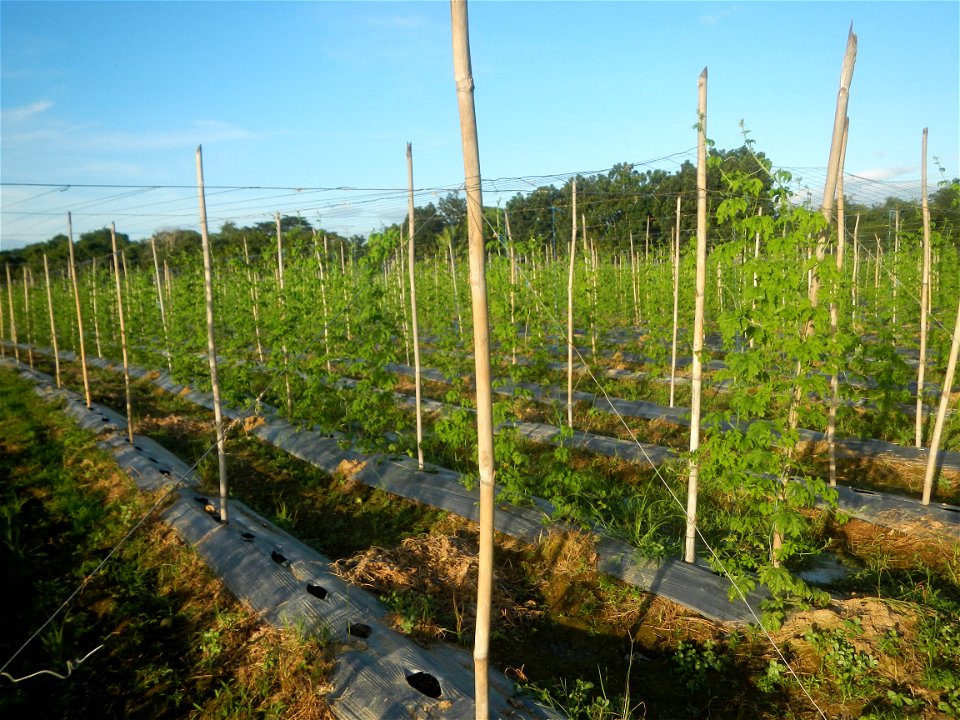 Momordica charantia plantations in Diliman II, San Rafael, Bulacan Flood control and River walls-Slope Protection (Diliman II, San Rafael, Bulacan) Grasslands, paddy and vegetable fields in Diliman I 