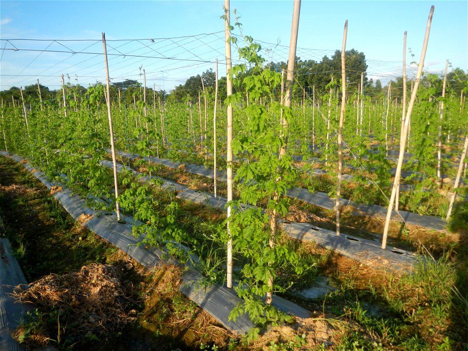 Momordica charantia plantations in Diliman II, San Rafael, Bulacan Flood control and River walls-Slope Protection (Diliman II, San Rafael, Bulacan) Grasslands, paddy and vegetable fields in Diliman I 