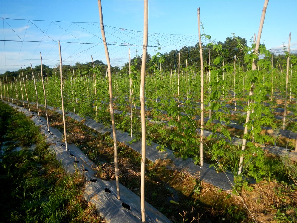Momordica charantia plantations in Diliman II, San Rafael, Bulacan Flood control and River walls-Slope Protection (Diliman II, San Rafael, Bulacan) Grasslands, paddy and vegetable fields in Diliman I 