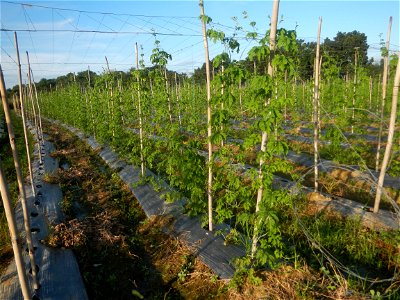 Momordica charantia plantations in Diliman II, San Rafael, Bulacan Flood control and River walls-Slope Protection (Diliman II, San Rafael, Bulacan) Grasslands, paddy and vegetable fields in Diliman I 