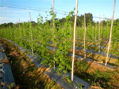 Momordica charantia plantations in Diliman II, San Rafael, Bulacan Flood control and River walls-Slope Protection (Diliman II, San Rafael, Bulacan) Grasslands, paddy and vegetable fields in Diliman I 