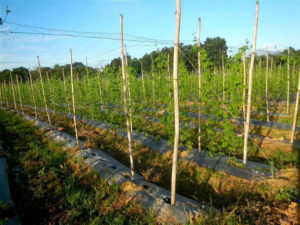 Momordica charantia plantations in Diliman II, San Rafael, Bulacan Flood control and River walls-Slope Protection (Diliman II, San Rafael, Bulacan) Grasslands, paddy and vegetable fields in Diliman I 