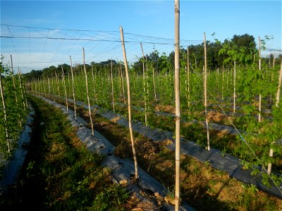 Momordica charantia plantations in Diliman II, San Rafael, Bulacan Flood control and River walls-Slope Protection (Diliman II, San Rafael, Bulacan) Grasslands, paddy and vegetable fields in Diliman I 