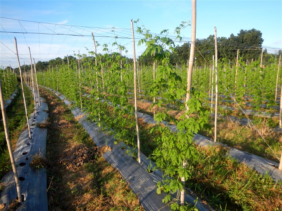 Momordica charantia plantations in Diliman II, San Rafael, Bulacan Flood control and River walls-Slope Protection (Diliman II, San Rafael, Bulacan) Grasslands, paddy and vegetable fields in Diliman I 