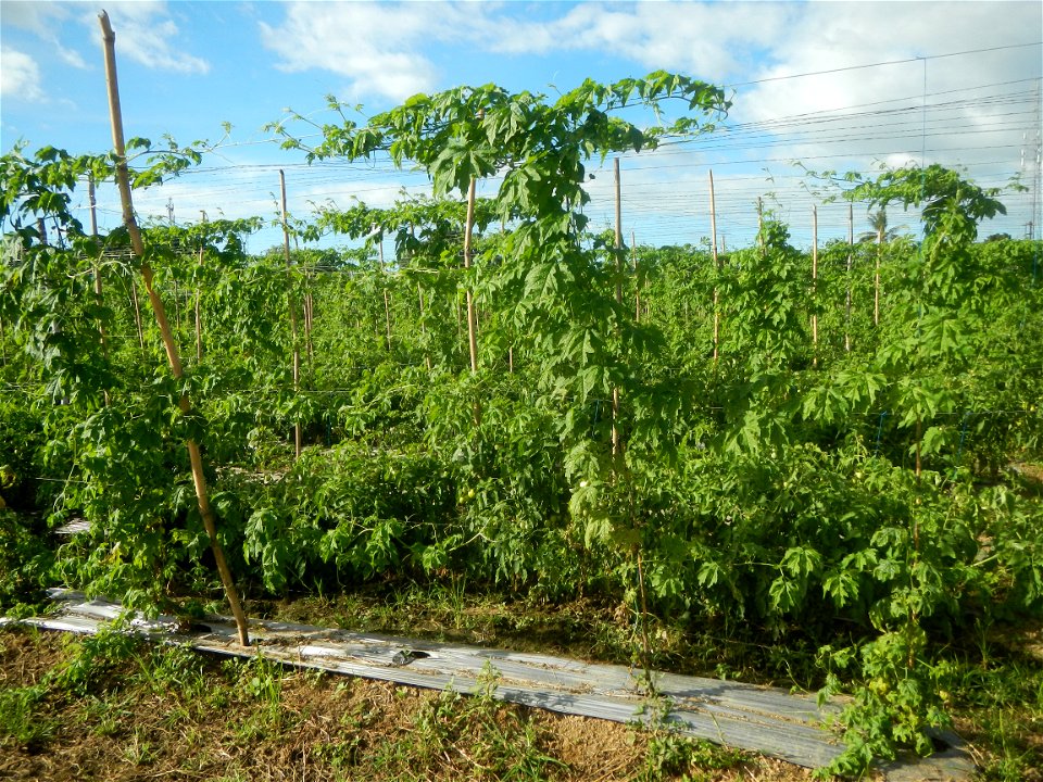 Momordica charantia plantations in San Rafael, Bulacan Momordica_charantia in San Rafael, Bulacan
in Barangay Maronquillo, San Rafael, Bulacan Barangay Maronquillo geographical coordinates: 14° 56' 54