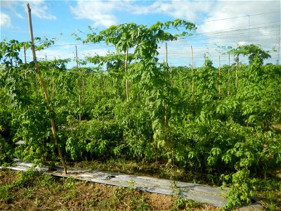 Momordica charantia plantations in San Rafael, Bulacan Momordica_charantia in San Rafael, Bulacan
in Barangay Maronquillo, San Rafael, Bulacan Barangay Maronquillo geographical coordinates: 14° 56' 54