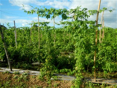 Momordica charantia plantations in San Rafael, Bulacan Momordica_charantia in San Rafael, Bulacan
in Barangay Maronquillo, San Rafael, Bulacan Barangay Maronquillo geographical coordinates: 14° 56' 54