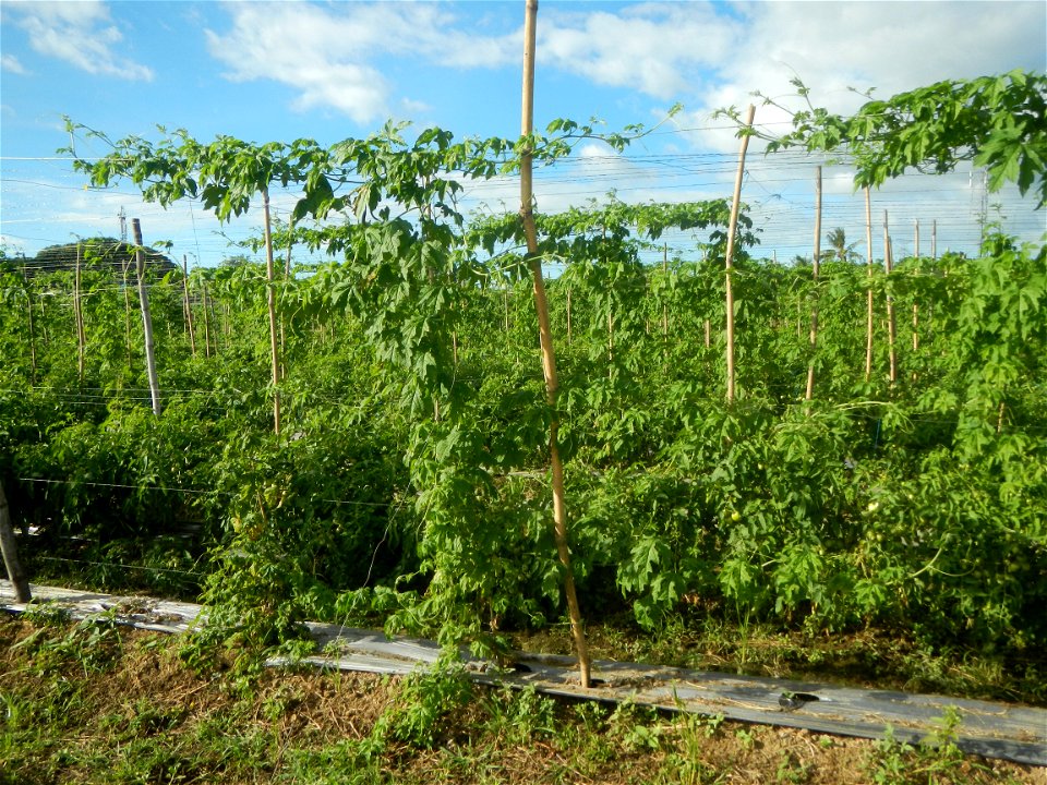 Momordica charantia plantations in San Rafael, Bulacan Momordica_charantia in San Rafael, Bulacan
in Barangay Maronquillo, San Rafael, Bulacan Barangay Maronquillo geographical coordinates: 14° 56' 54