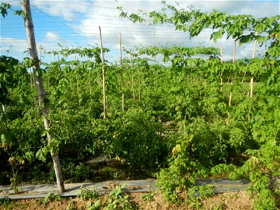 Momordica charantia plantations in San Rafael, Bulacan Momordica_charantia in San Rafael, Bulacan
in Barangay Maronquillo, San Rafael, Bulacan Barangay Maronquillo geographical coordinates: 14° 56' 54