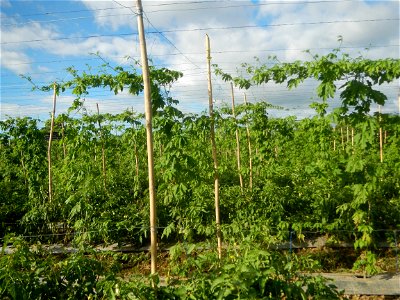 Momordica charantia plantations in San Rafael, Bulacan Momordica_charantia in San Rafael, Bulacan
in Barangay Maronquillo, San Rafael, Bulacan Barangay Maronquillo geographical coordinates: 14° 56' 54