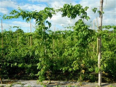 Momordica charantia plantations in San Rafael, Bulacan Momordica_charantia in San Rafael, Bulacan
in Barangay Maronquillo, San Rafael, Bulacan Barangay Maronquillo geographical coordinates: 14° 56' 54