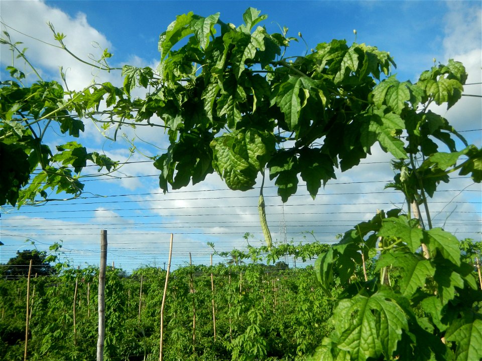 Momordica charantia plantations in San Rafael, Bulacan Momordica_charantia in San Rafael, Bulacan
in Barangay Maronquillo, San Rafael, Bulacan Barangay Maronquillo geographical coordinates: 14° 56' 54