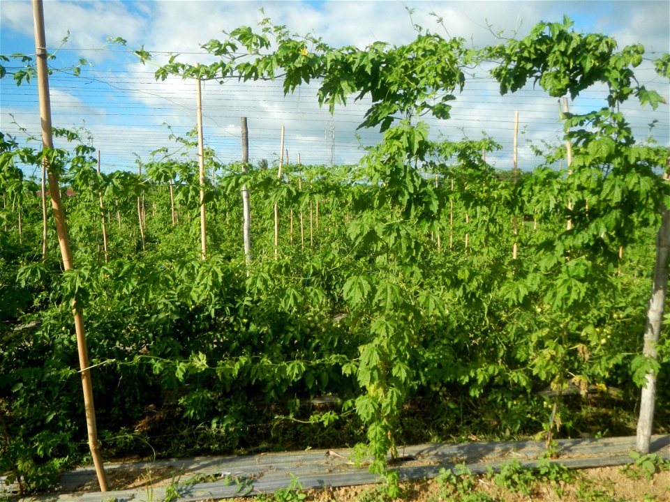 Momordica charantia plantations in San Rafael, Bulacan Momordica_charantia in San Rafael, Bulacan
in Barangay Maronquillo, San Rafael, Bulacan Barangay Maronquillo geographical coordinates: 14° 56' 54