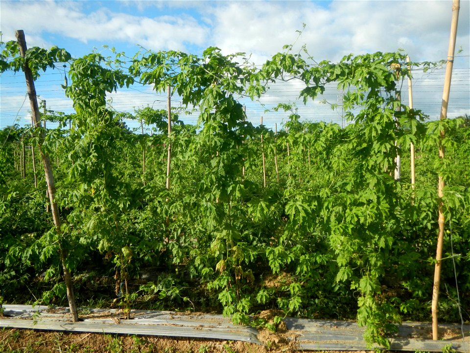 Momordica charantia plantations in San Rafael, Bulacan Momordica_charantia in San Rafael, Bulacan
in Barangay Maronquillo, San Rafael, Bulacan Barangay Maronquillo geographical coordinates: 14° 56' 54
