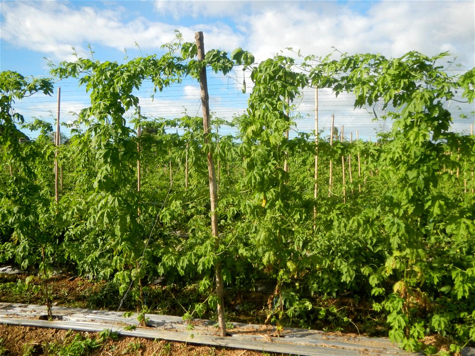 Momordica charantia plantations in San Rafael, Bulacan Momordica_charantia in San Rafael, Bulacan
in Barangay Maronquillo, San Rafael, Bulacan Barangay Maronquillo geographical coordinates: 14° 56' 54