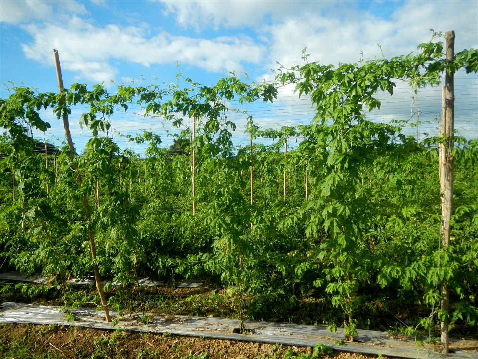 Momordica charantia plantations in San Rafael, Bulacan Momordica_charantia in San Rafael, Bulacan
in Barangay Maronquillo, San Rafael, Bulacan Barangay Maronquillo geographical coordinates: 14° 56' 54