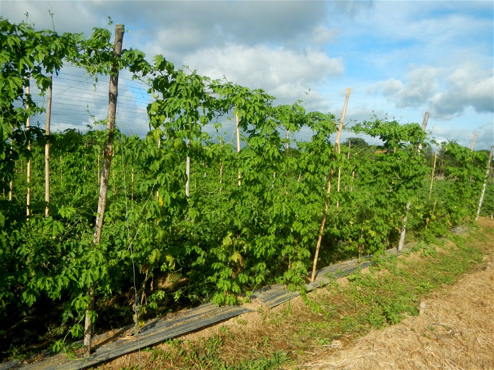 Momordica charantia plantations in San Rafael, Bulacan Momordica_charantia in San Rafael, Bulacan
in Barangay Maronquillo, San Rafael, Bulacan Barangay Maronquillo geographical coordinates: 14° 56' 54