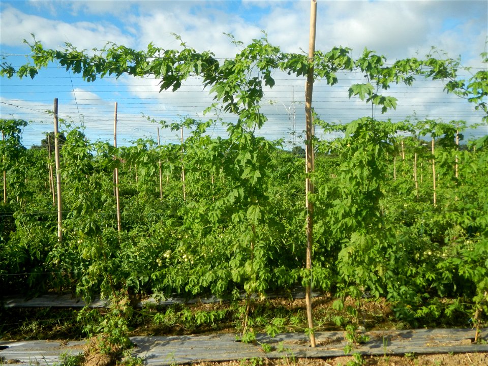 Momordica charantia plantations in San Rafael, Bulacan Momordica_charantia in San Rafael, Bulacan
in Barangay Maronquillo, San Rafael, Bulacan Barangay Maronquillo geographical coordinates: 14° 56' 54