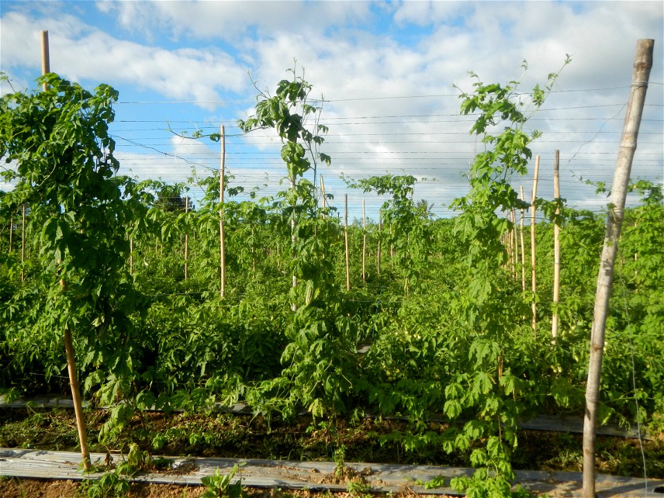 Momordica charantia plantations in San Rafael, Bulacan Momordica_charantia in San Rafael, Bulacan
in Barangay Maronquillo, San Rafael, Bulacan Barangay Maronquillo geographical coordinates: 14° 56' 54