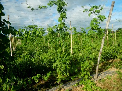 Momordica charantia plantations in San Rafael, Bulacan Momordica_charantia in San Rafael, Bulacan
in Barangay Maronquillo, San Rafael, Bulacan Barangay Maronquillo geographical coordinates: 14° 56' 54