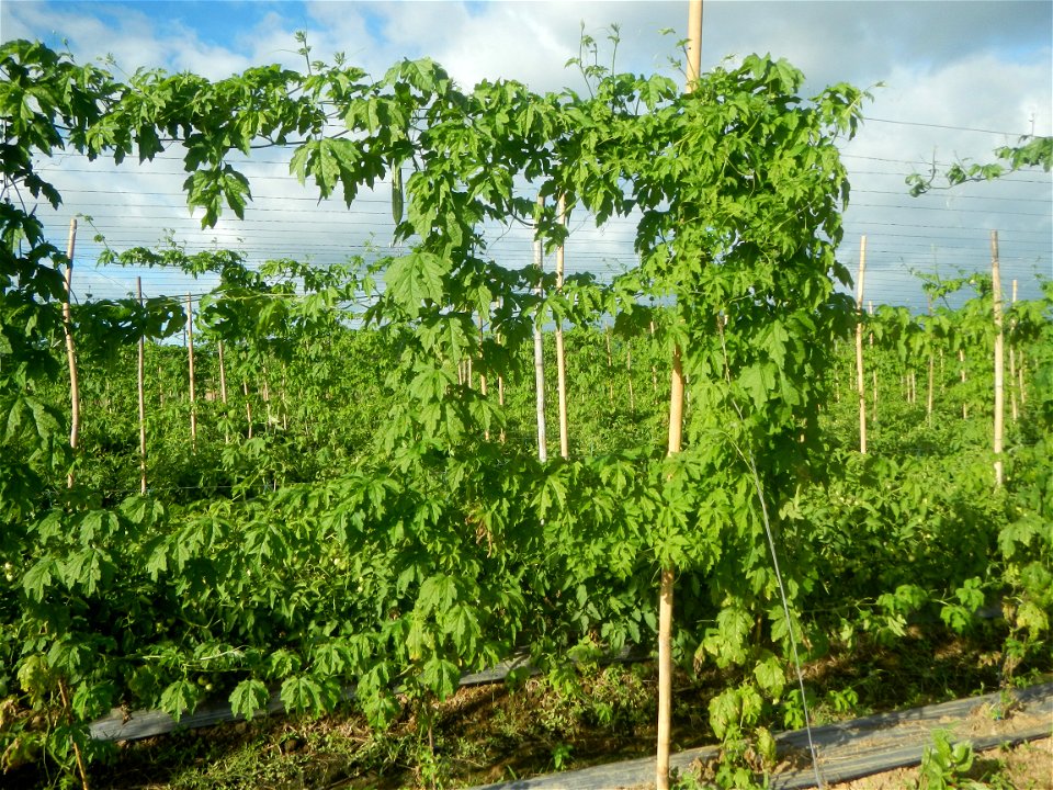 Momordica charantia plantations in San Rafael, Bulacan Momordica_charantia in San Rafael, Bulacan
in Barangay Maronquillo, San Rafael, Bulacan Barangay Maronquillo geographical coordinates: 14° 56' 54