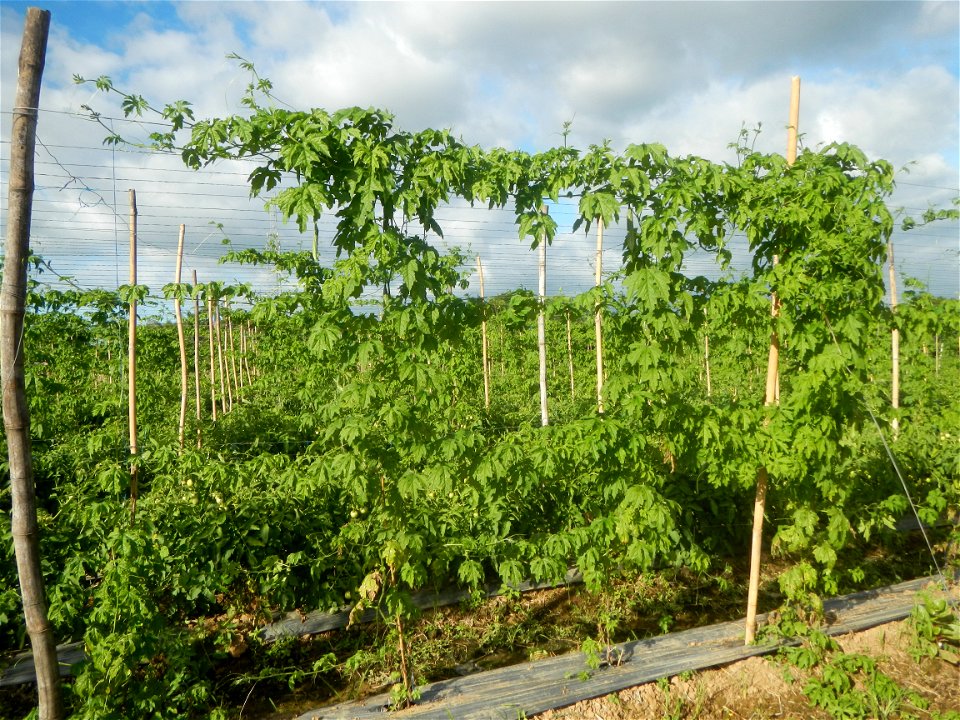 Momordica charantia plantations in San Rafael, Bulacan Momordica_charantia in San Rafael, Bulacan
in Barangay Maronquillo, San Rafael, Bulacan Barangay Maronquillo geographical coordinates: 14° 56' 54
