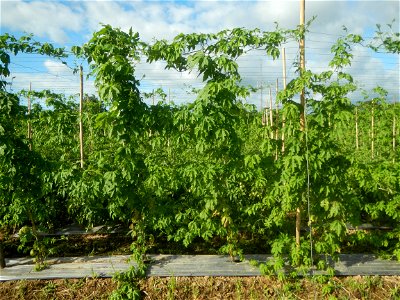 Momordica charantia plantations in San Rafael, Bulacan Momordica_charantia in San Rafael, Bulacan
in Barangay Maronquillo, San Rafael, Bulacan Barangay Maronquillo geographical coordinates: 14° 56' 54