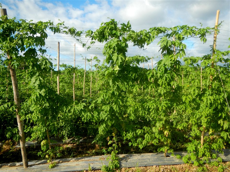 Momordica charantia plantations in San Rafael, Bulacan Momordica_charantia in San Rafael, Bulacan
in Barangay Maronquillo, San Rafael, Bulacan Barangay Maronquillo geographical coordinates: 14° 56' 54
