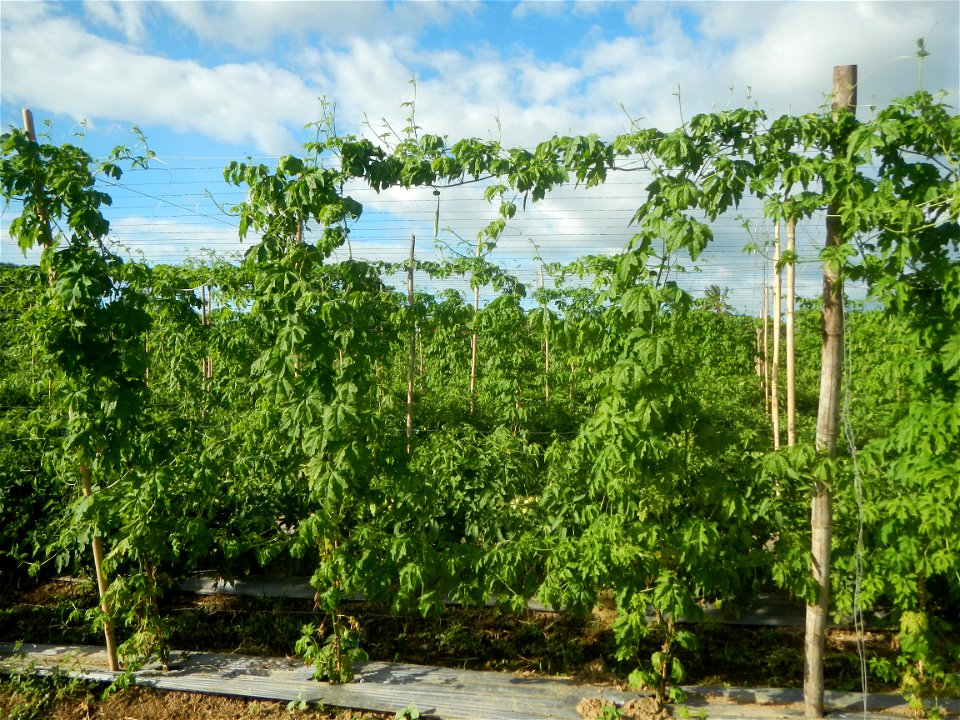 Momordica charantia plantations in San Rafael, Bulacan Momordica_charantia in San Rafael, Bulacan
in Barangay Maronquillo, San Rafael, Bulacan Barangay Maronquillo geographical coordinates: 14° 56' 54