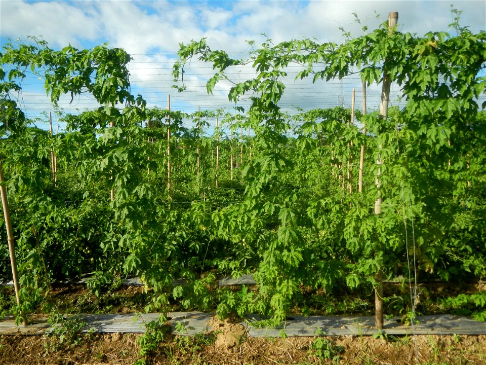 Momordica charantia plantations in San Rafael, Bulacan Momordica_charantia in San Rafael, Bulacan
in Barangay Maronquillo, San Rafael, Bulacan Barangay Maronquillo geographical coordinates: 14° 56' 54