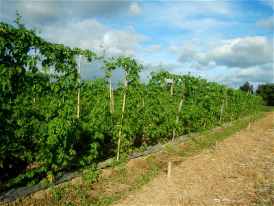 Momordica charantia plantations in San Rafael, Bulacan Momordica_charantia in San Rafael, Bulacan
in Barangay Maronquillo, San Rafael, Bulacan Barangay Maronquillo geographical coordinates: 14° 56' 54