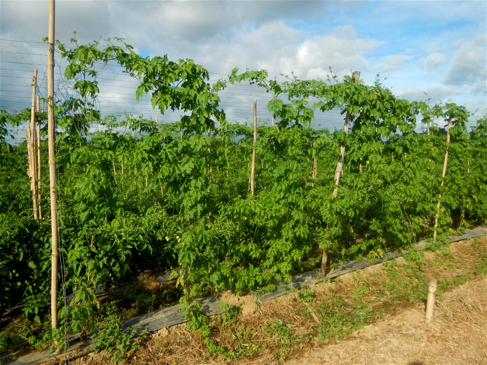 Momordica charantia plantations in San Rafael, Bulacan Momordica_charantia in San Rafael, Bulacan
in Barangay Maronquillo, San Rafael, Bulacan Barangay Maronquillo geographical coordinates: 14° 56' 54
