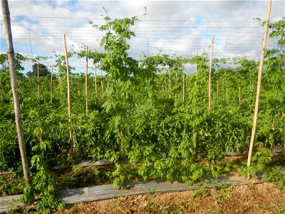 Momordica charantia plantations in San Rafael, Bulacan Momordica_charantia in San Rafael, Bulacan
in Barangay Maronquillo, San Rafael, Bulacan Barangay Maronquillo geographical coordinates: 14° 56' 54