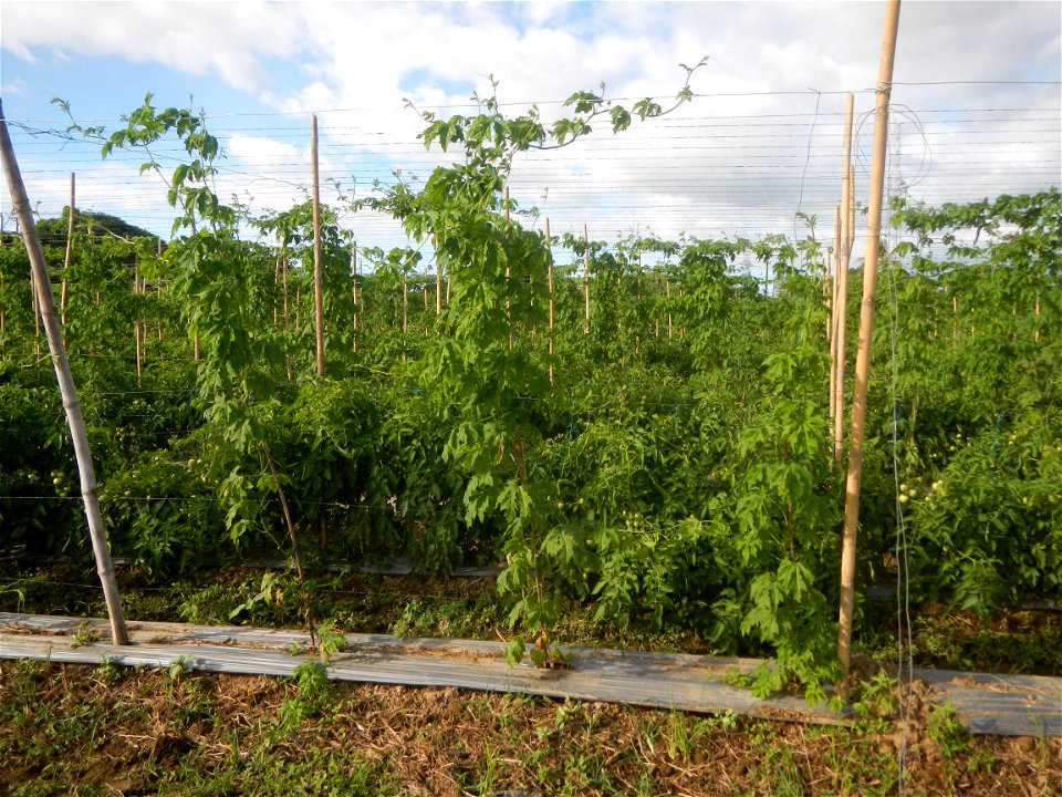 Momordica charantia plantations in San Rafael, Bulacan Momordica_charantia in San Rafael, Bulacan
in Barangay Maronquillo, San Rafael, Bulacan Barangay Maronquillo geographical coordinates: 14° 56' 54