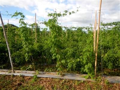 Momordica charantia plantations in San Rafael, Bulacan Momordica_charantia in San Rafael, Bulacan
in Barangay Maronquillo, San Rafael, Bulacan Barangay Maronquillo geographical coordinates: 14° 56' 54