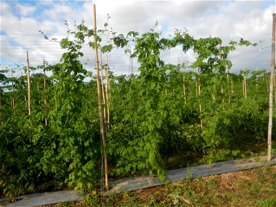 Momordica charantia plantations in San Rafael, Bulacan Momordica_charantia in San Rafael, Bulacan
in Barangay Maronquillo, San Rafael, Bulacan Barangay Maronquillo geographical coordinates: 14° 56' 54
