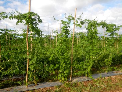Momordica charantia plantations in San Rafael, Bulacan Momordica_charantia in San Rafael, Bulacan
in Barangay Maronquillo, San Rafael, Bulacan Barangay Maronquillo geographical coordinates: 14° 56' 54
