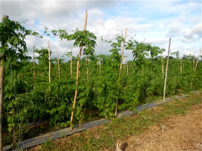 Momordica charantia plantations in San Rafael, Bulacan Momordica_charantia in San Rafael, Bulacan
in Barangay Maronquillo, San Rafael, Bulacan Barangay Maronquillo geographical coordinates: 14° 56' 54