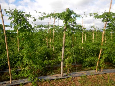 Momordica charantia plantations in San Rafael, Bulacan Momordica_charantia in San Rafael, Bulacan
in Barangay Maronquillo, San Rafael, Bulacan Barangay Maronquillo geographical coordinates: 14° 56' 54