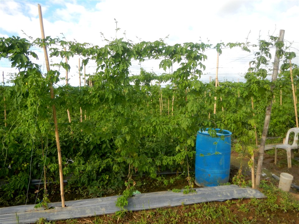 Momordica charantia plantations in San Rafael, Bulacan Momordica_charantia in San Rafael, Bulacan
in Barangay Maronquillo, San Rafael, Bulacan Barangay Maronquillo geographical coordinates: 14° 56' 54