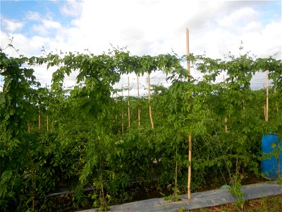Momordica charantia plantations in San Rafael, Bulacan Momordica_charantia in San Rafael, Bulacan
in Barangay Maronquillo, San Rafael, Bulacan Barangay Maronquillo geographical coordinates: 14° 56' 54